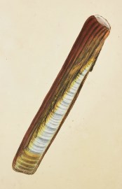 Large, or Pod Solen. Solen siliqua. Shells, Coral, Sea plants etc