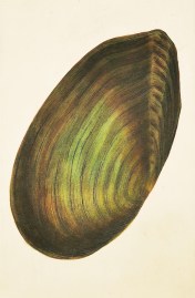 Great Horse-,or Swan Mussel. Shells, Coral, Sea plants etc