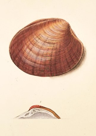 Cytherea chione. Shells & Coral