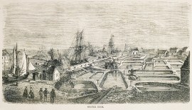 Oyster beds. Shells, Coral, Sea plants etc