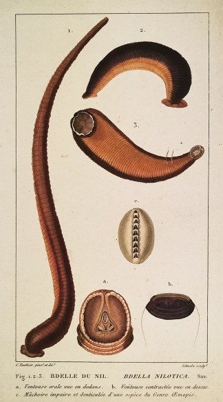 Fig 1. 2. 3. Bdelle Du Nil. Bdella Nilot… Shells & Coral