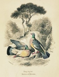 Ring Pigeon. General Ring Pigeon.