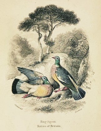 Ring Pigeon. General / Global