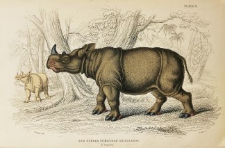 The Horned Sumatran Rhinoceros. F.Cuvier… General / Global