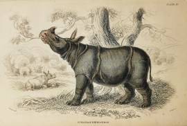 Sumatran Rhinoceros. non-Australian Sumatran Rhinoceros.