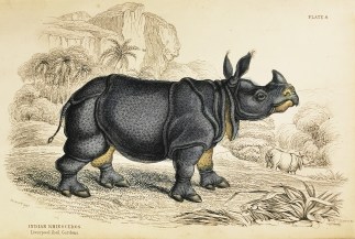 Indian Rhinoceros. Liverpool Zool.Garden… General / Global