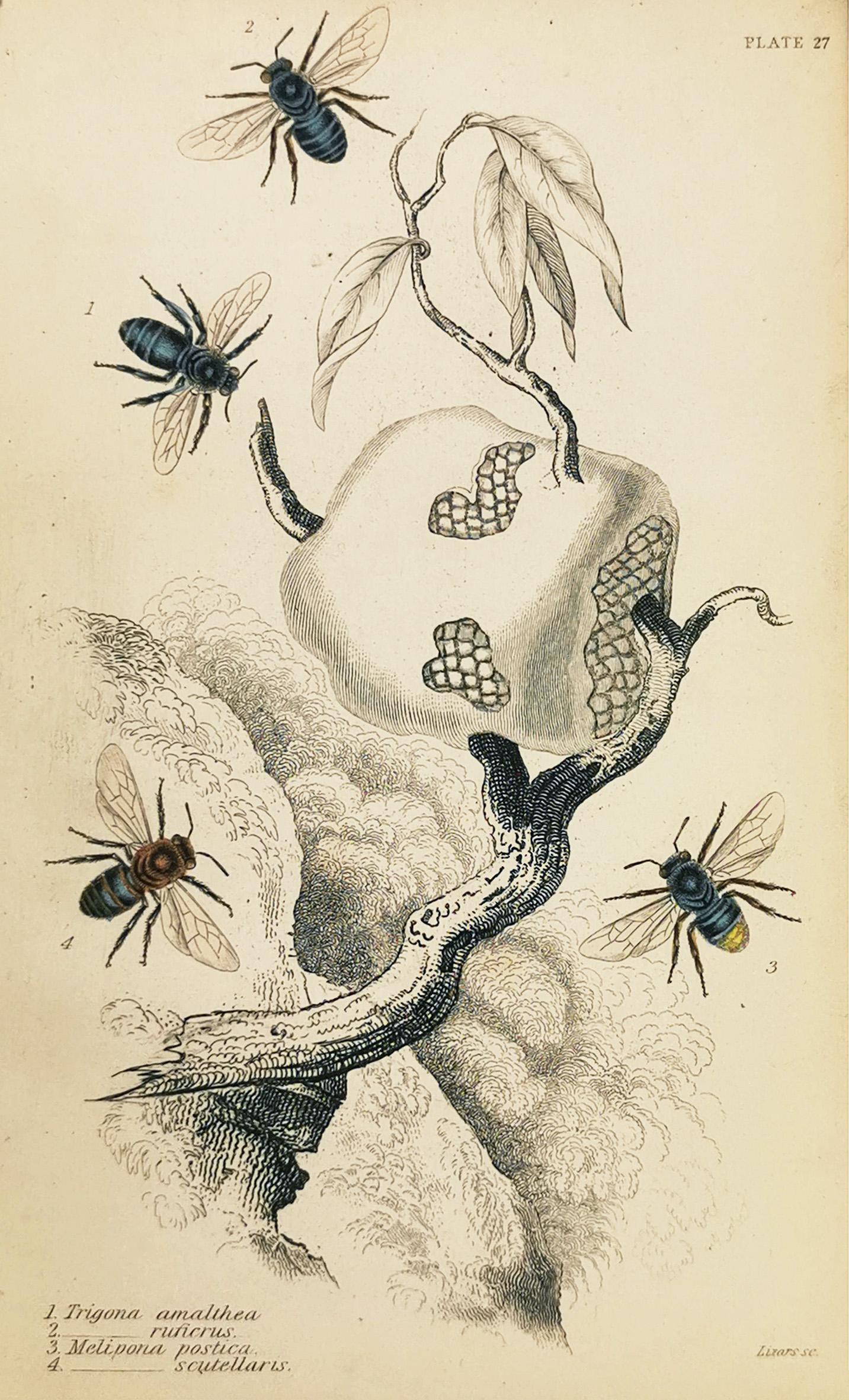 1. Trigona amalthea. 2. - ruficrus. 3. Melipona postica. 4. -- scutellaris. - Antique Print from 1854