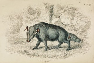 [Warthog] Ethiopian Wart-Hog. Daniel. General / Global