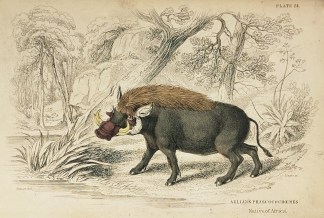 [Warthog] Aelian’s Phascocochoeres… General / Global