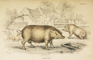 Common Hog General / Global