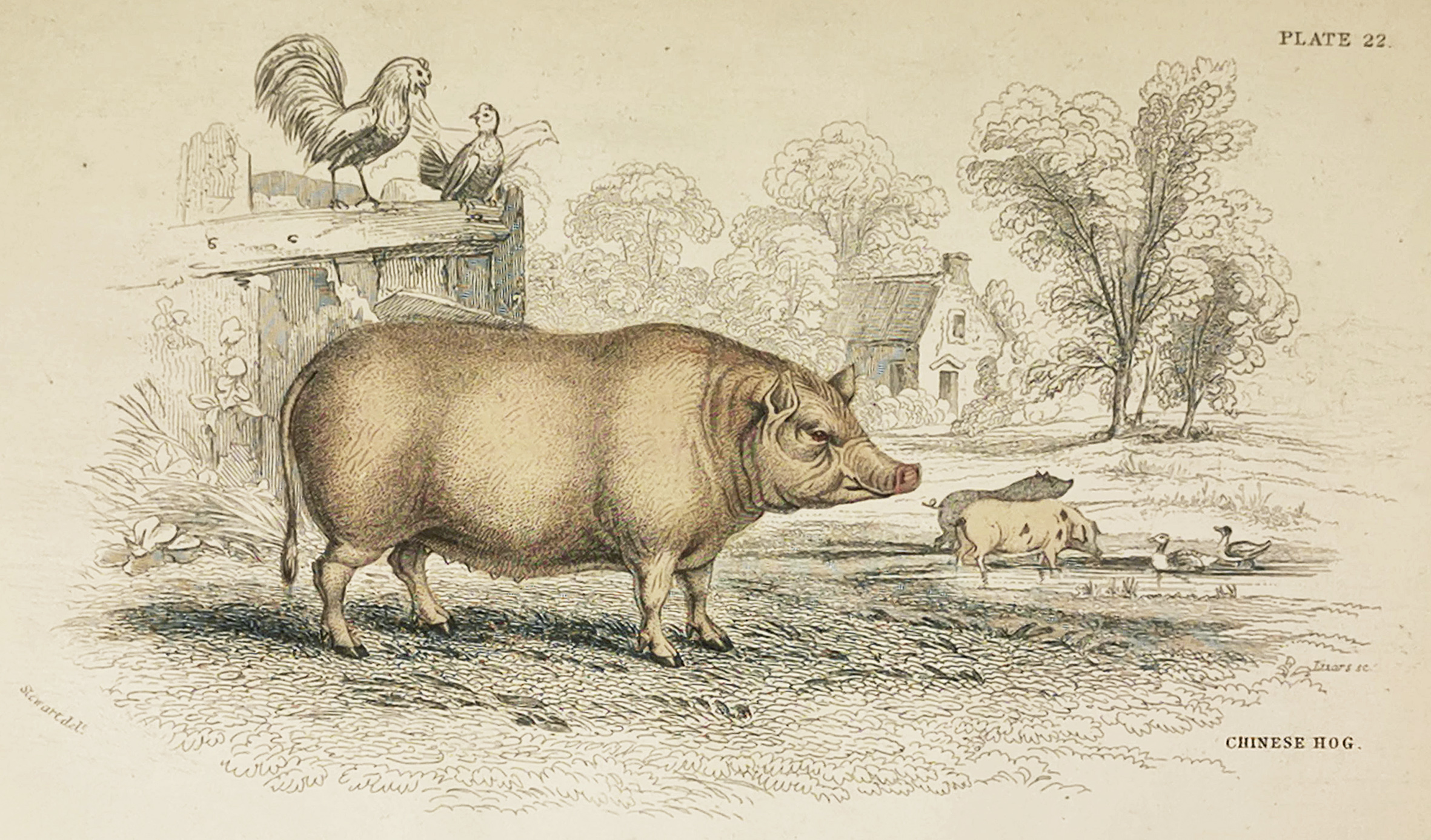 Chinese Hog. - Antique Print from 1836