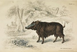 [Bushpig] The Koiropotamus. Native of the South Se… non-Australian