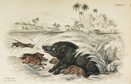 Wild Hog. Female & Young. non-Australian