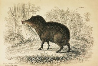 White-lipped Peccary. Native of Paraguay General / Global