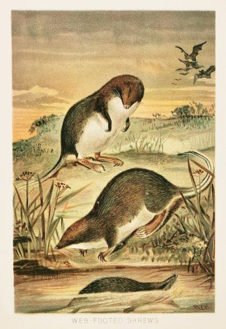 Web-Footed Shrews General / Global