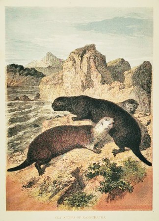 Sea Otters of Kamschatka. General / Global