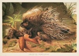 Crested Porcupine non-Australian
