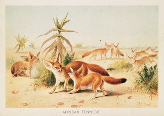 African Fennecs. General / Global