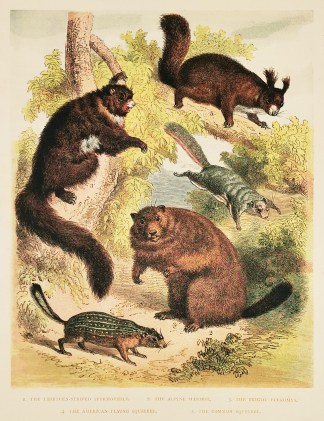 The Thirteen-Striped Spermophile, The Al… General / Global