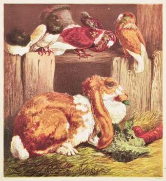 Rabbits and Pigeons. General / Global