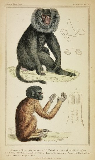 1. Macacus Silenus (The Ouanderow) 2. Pi… General / Global