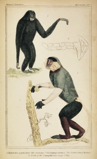 1. Hylobates Syndaetyla (The Siamang) 2.… General / Global