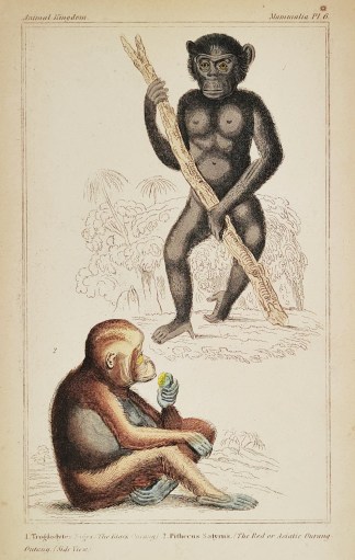 1. Troglodytes Niger. (The Black Ourang.… General / Global