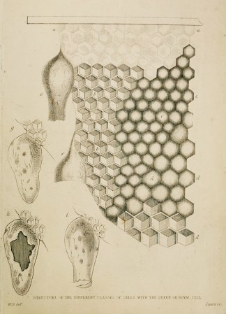 Structure of the Different Classes of Ce… Insects & Arachnids