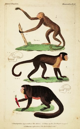 1. Brachyteles Hypoxanthus. (The Mikiri)… General / Global