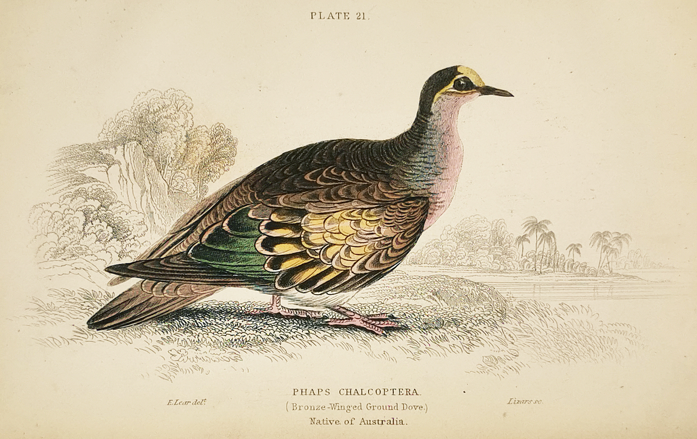 Phaps chalcoptera (Bronze-winged Dove) - Antique Print from 1843