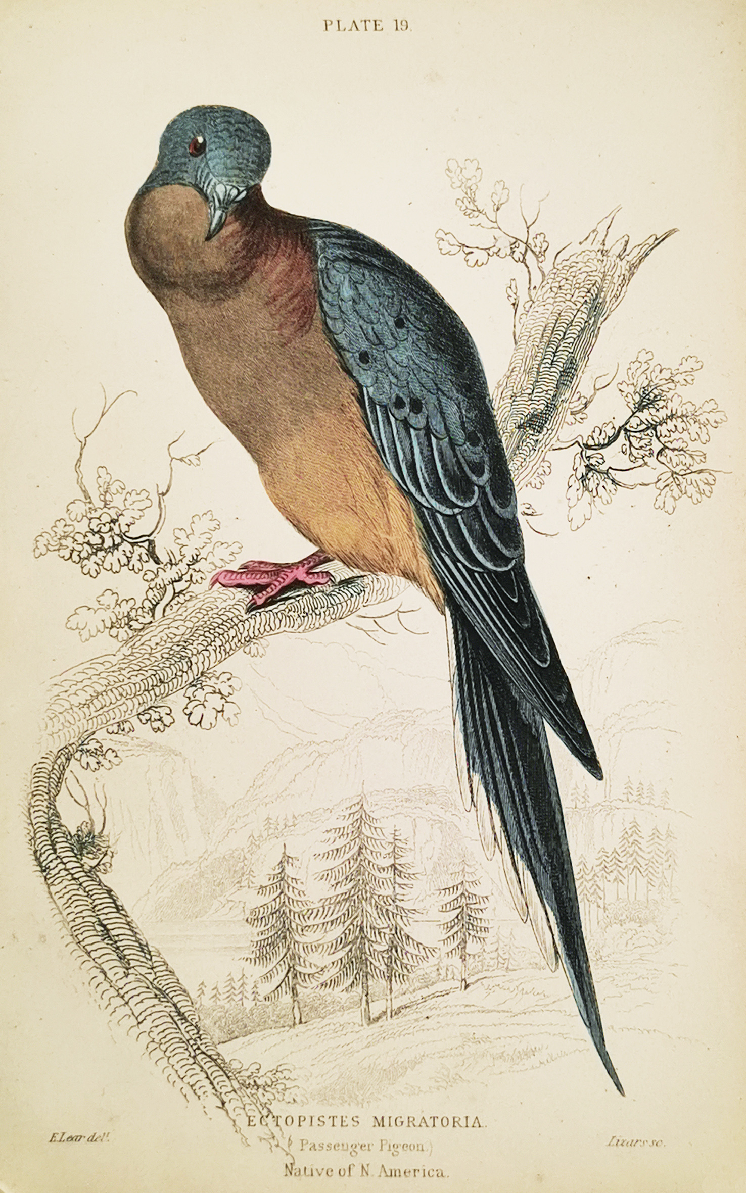 Ectopistes Migratoria.(Passenger pigeon) Native of N.America. - Antique Print from 1843