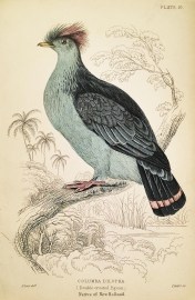 Columba Dilopha (Double-crested Pigeon) Native of New Holland