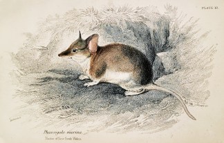 [Dunnart] Phascogale murina. Native of N… Australian - General