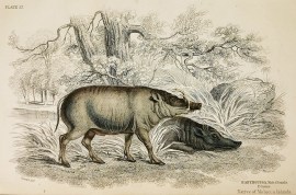 Babyroussa Male & Female. F.Cuvier. Native of… non-Australian