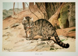 Wild Cat. non-Australian Wild Cat.