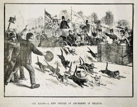 Cat racing - A new species of amusement in Belgium.