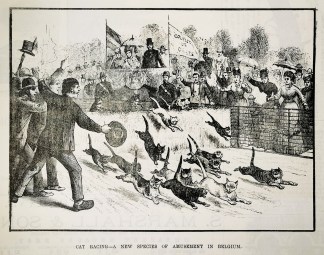 Cat racing – A new species of amus… General / Global