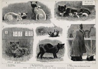The Annual Cat Show at the Crystal Palac… General / Global