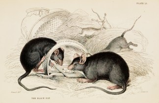 The black rat. General / Global