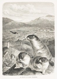 A colony of bobac marmots. non-Australian