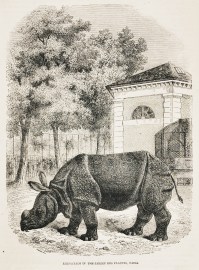 Rhinoceros in the jardin des plantes, Paris. non-Australian Rhinoceros in the jardin des plantes, Paris.
