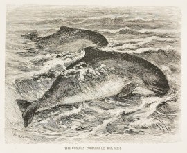 The common porpoise. non-Australian The common porpoise.