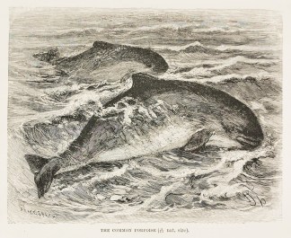 The common porpoise. General / Global