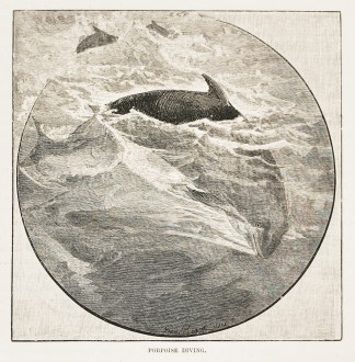 Porpoise diving. General / Global