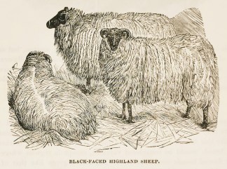 Black-faced highland sheep. General / Global
