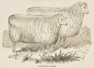 Cotswold ewes. General / Global