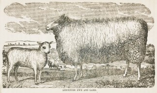 Leicester ewe and lamb. General / Global