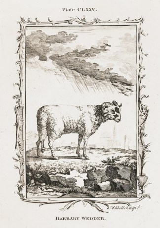 Barbary Wedder. General / Global