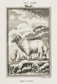 Ram of Tunis