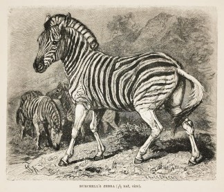 Burchell’s Zebra. ANIMALS